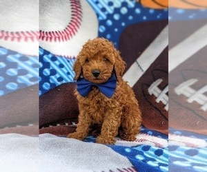 Poodle (Miniature) Puppy for sale in KINZERS, PA, USA