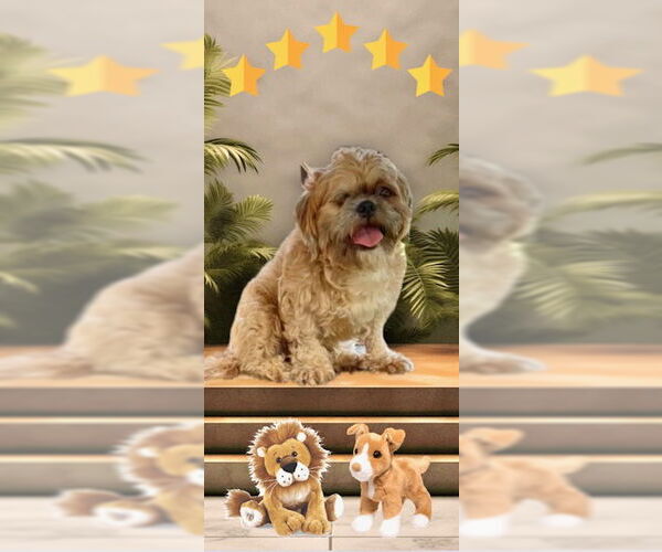 Medium Photo #10 Shih Tzu Puppy For Sale in Weston, FL, USA