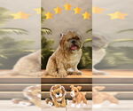 Small #9 Shih Tzu
