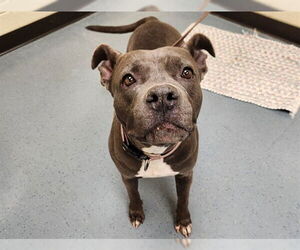 American Pit Bull Terrier Dogs for adoption in Denver, CO, USA