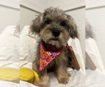 Small Shih Tzu Mix