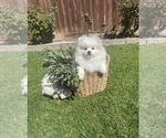Small Photo #2 Pomeranian Puppy For Sale in BAKERSFIELD, CA, USA