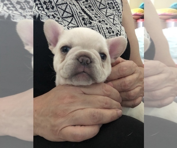 Medium Photo #7 French Bulldog Puppy For Sale in HESPERIA, CA, USA