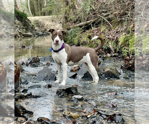 American Staffordshire Terrier-Collie Mix Dogs for adoption in Caribou, ME, USA