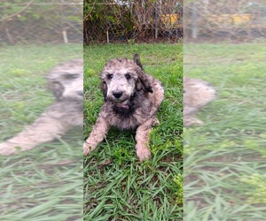 Poodle (Standard) Puppy for sale in CLEARWATER, FL, USA