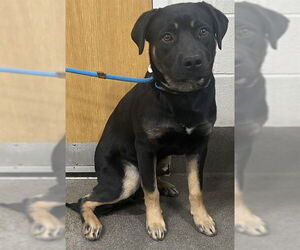 Labrottie Dogs for adoption in Forestville, MD, USA