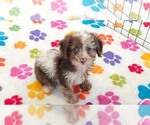 Small #2 Cockapoo (Toy)-Poodle (Toy) Mix