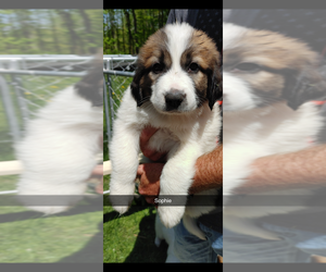 Newfoundland-Saint Bernard Mix Puppy for Sale in WRIGHT, Minnesota USA