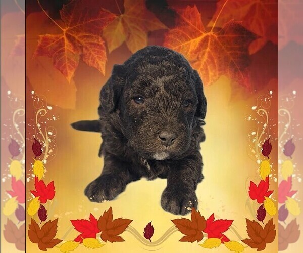 Medium Photo #7 Bernedoodle (Miniature) Puppy For Sale in PEYTON, CO, USA