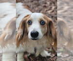 Small #1 Dachshund