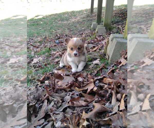 Medium Photo #1 Pembroke Welsh Corgi Puppy For Sale in PRESTON, MO, USA