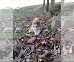 Small Pembroke Welsh Corgi