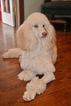 Small Photo #1 Poodle (Standard) Puppy For Sale in JEFFERSON, OH, USA