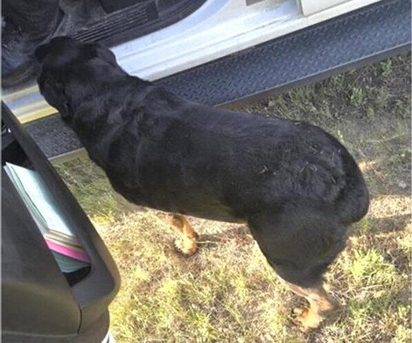 Medium Photo #1 Rottweiler Puppy For Sale in Houston, TX, USA