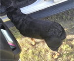 Small Rottweiler