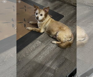 Molly - Female Chihuahua-Unknown Mix Dog for Adoption - Photo #2