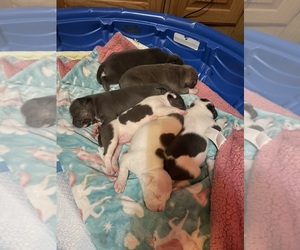 American Bully-Pit Litter for sale in RONNEBY, MN, USA