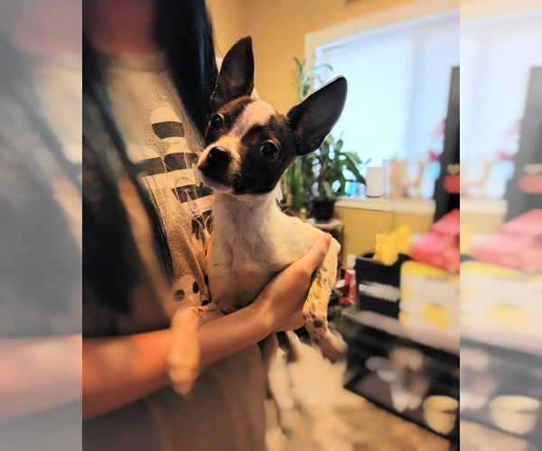 Medium Photo #1 Boston Huahua Puppy For Sale in CLACKAMAS, OR, USA