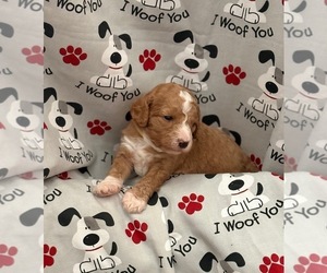 Goldendoodle (Miniature) Puppy for sale in SAINT MARYS, KS, USA