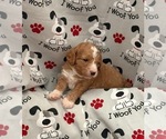 Image preview for Ad Listing. Nickname: SWEET SWEETIE