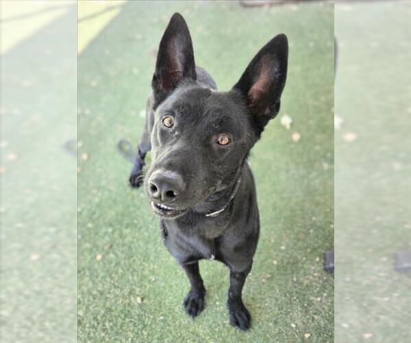 Medium Photo #1 German Shepherd Dog-Unknown Mix Puppy For Sale in Woodland, CA, USA