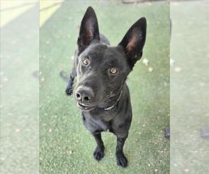 German Shepherd Dog-Unknown Mix Dogs for adoption in Woodland, CA, USA