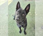 *COLT - Male German Shepherd Dog-Unknown Mix Dog for Adoption - Small photo