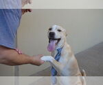 Small #2 Labrador Retriever Mix