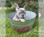 Small #2 French Bulldog