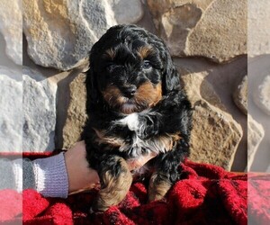 Aussiedoodle Miniature Puppy for sale in EAST EARL, PA, USA