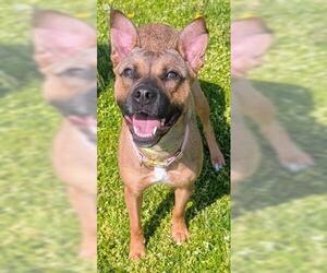 German Shepherd Dog Dogs for adoption in Akron, OH, USA