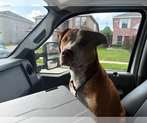 American Staffordshire Terrier-Unknown Mix Dogs for adoption in Grand Prairie, TX, USA