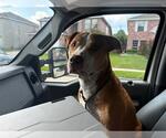 Small American Staffordshire Terrier Mix
