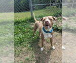 Small #17 American Pit Bull Terrier-American Staffordshire Terrier Mix