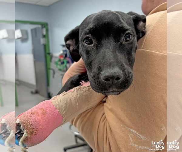 Medium Photo #1 Labrador Retriever-Unknown Mix Puppy For Sale in Washington, DC, USA