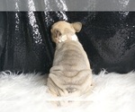 Small Photo #28 French Bulldog Puppy For Sale in WARSAW, IN, USA