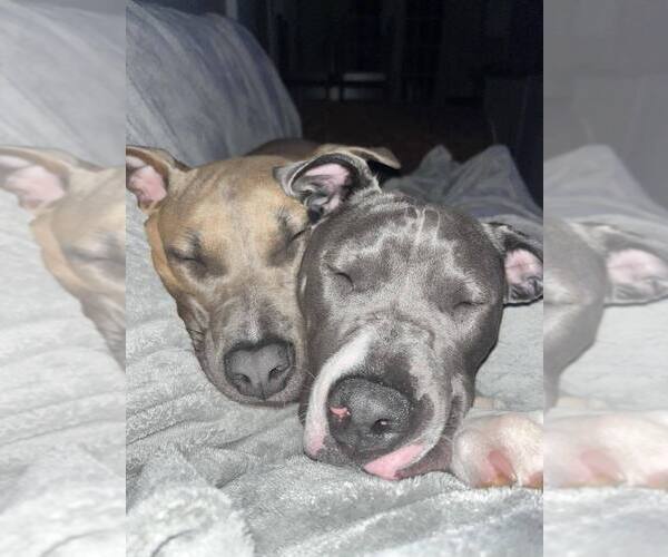 Medium Photo #12 American Pit Bull Terrier-American Staffordshire Terrier Mix Puppy For Sale in Wenonah, NJ, USA