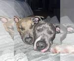 Small #11 American Pit Bull Terrier-American Staffordshire Terrier Mix