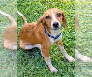 Beagle-Unknown Mix Dogs for adoption in Dunnellon, FL, USA
