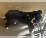 Small Photo #1 American Staffordshire Terrier Puppy For Sale in Waco, TX, USA