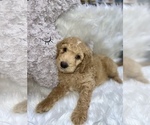 Small Photo #1 Aussiedoodle-Goldendoodle Mix Puppy For Sale in ETOWAH, TN, USA