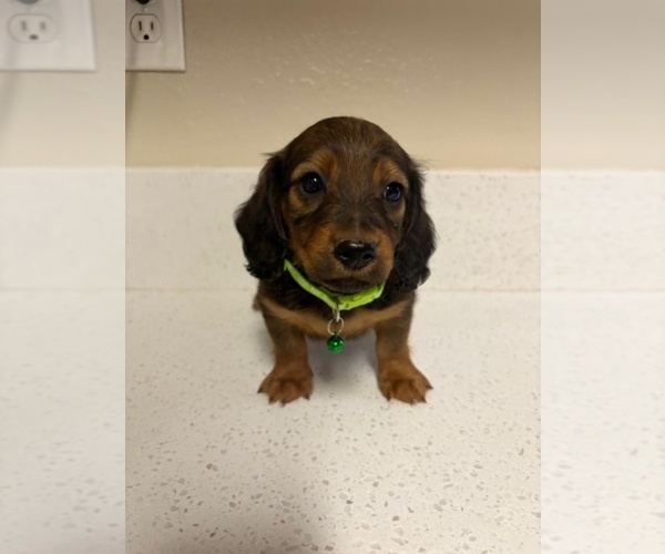 Medium Photo #5 Dachshund Puppy For Sale in SAN BERNARDINO, CA, USA