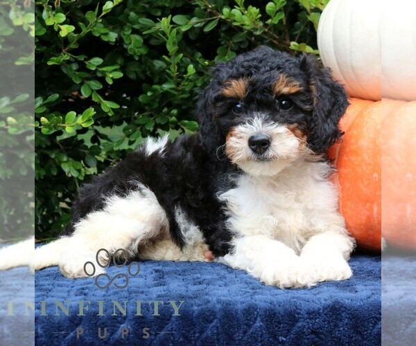 Medium Photo #4 Bernedoodle (Miniature) Puppy For Sale in NARVON, PA, USA