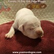 Small Photo #197 Dogo Argentino Puppy For Sale in PINEVILLE, MO, USA