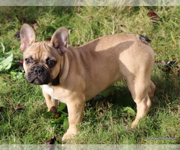 Medium Photo #1 French Bulldog Puppy For Sale in WINNSBORO, TX, USA