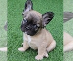 Small #5 French Bulldog