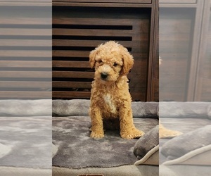 Australian Labradoodle-Labradoodle Mix Puppy for sale in ROY, WA, USA