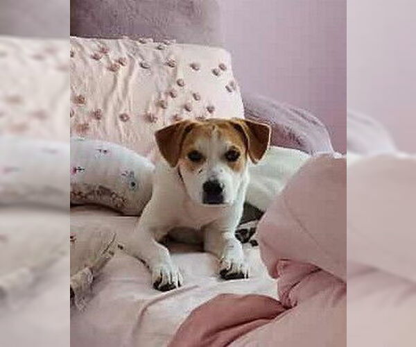 Medium Photo #1 Beagle-Unknown Mix Puppy For Sale in Hinckley, IL, USA