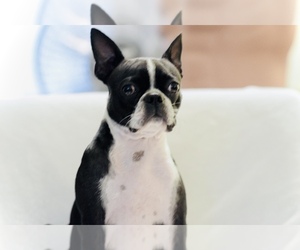 Mother of the Boston Terrier puppies born on 07/19/2025
