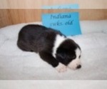 Small Photo #5 Border Collie Puppy For Sale in ANDERSON, SC, USA